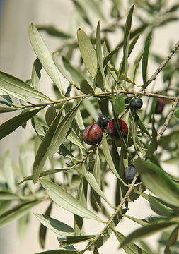 Olives vertes et noires dans un olivier
