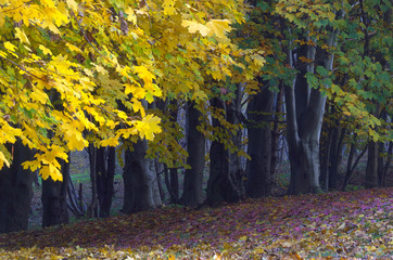 Stalowe pnie © Tomek Kiecana