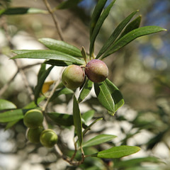 Olives vertes et noires dans un olivier