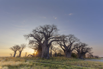 Fototapeta na wymiar Baines Baobab's at sunrise