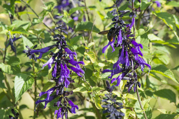Bumblebee flies over amethyst sage