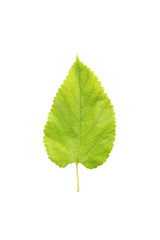 Fototapeta premium Autumn leaf isolated on white background
