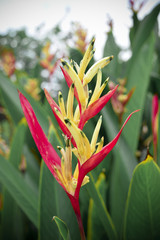 Flower buds that have not bloomed