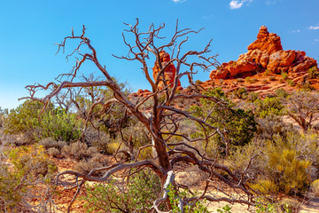 Juniper Tree Sandstone Hoodoos Arches National Park Moab Utah