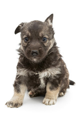 Sad mongrel puppy brown