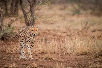 A Cheetah walking towards the camera.
