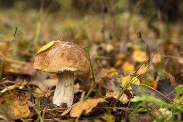 Boletus edulis in the autumn forest