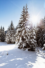 Fototapeta na wymiar Idyllische Winterlandschaft eines tief verschneiten Waldes