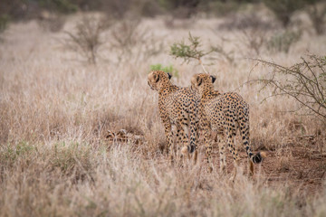Two Cheetahs starring in the distance.