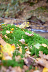 Flowing water in stream long shutter Dutch autumn forest