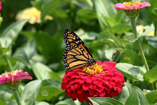 A Monarch Butterfly feeds on a bright pink zinna flower in the garden.