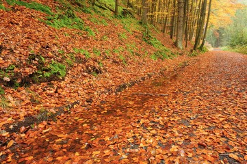 Autumn road with leaves