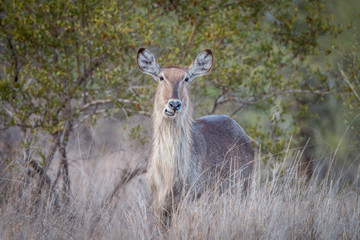 Starring female Waterbuck.