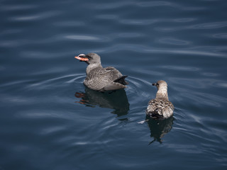 Hoping for Scraps-Port McNeil-BC
A gull with a fish skeleton in its mouth is being followed by another bird hoping for some scraps.
