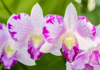White purple orchids, Dendrobium.