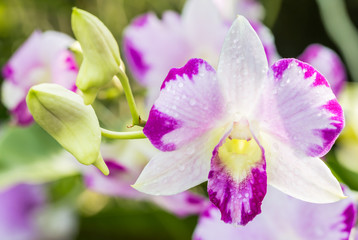 Fototapeta na wymiar White purple orchids, Dendrobium.