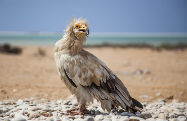 Egyptian vulture (Neophron percnopterus) in Socotra, Yemen