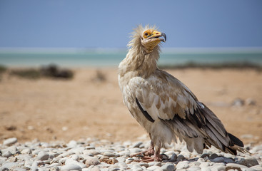 Egyptian vulture (Neophron percnopterus) in Socotra, Yemen
