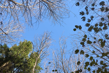Autumn Tree tops against the sky