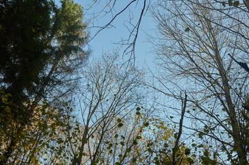 Autumn Tree tops against the sky