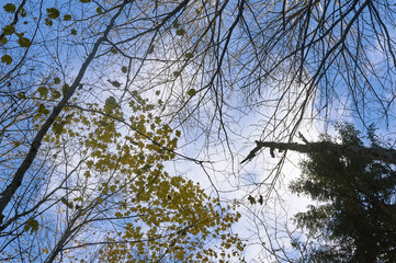 Autumn Tree tops against the sky
