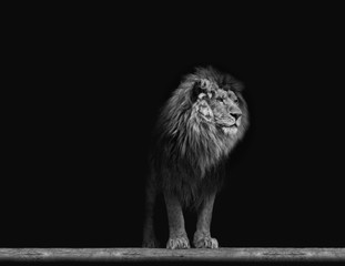 Naklejka na ściany i meble Portrait of a Beautiful lion, in the dark