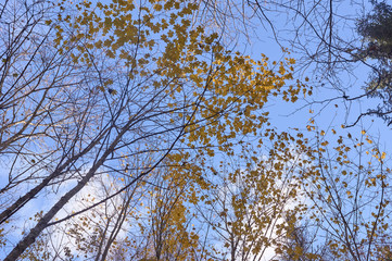 Autumn Tree tops against the sky