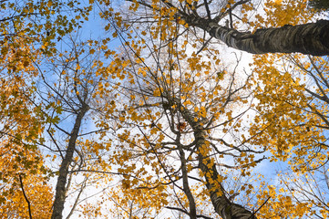 Autumn Tree tops against the sky