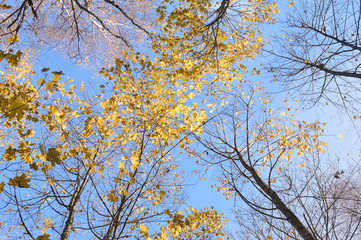 Autumn Tree tops against the sky