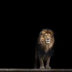 Tableaux ronds sur plexiglas Lion Portrait d& 39 un beau lion, dans l& 39 obscurité