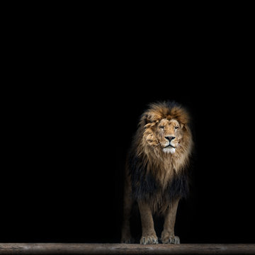 Lion Dark Images – Browse 12,102 Stock Photos, Vectors, and Video | Adobe  Stock
