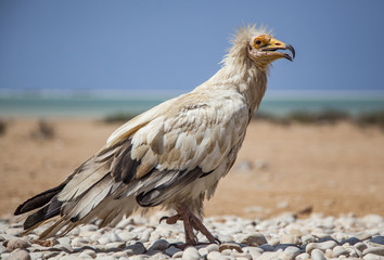 Egyptian vulture (Neophron percnopterus) in Socotra, Yemen