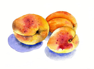 Three apricot. Watercolor sketch hand drawing