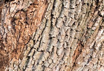 Tree bark background, texture