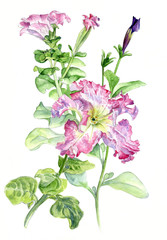 Petunia. Botanical watercolor illustration hand-drawing