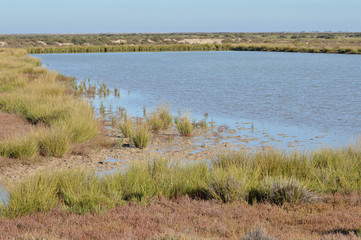 paisajes de marismas y aves en las salinas 