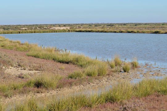 paisajes de marismas y aves en las salinas 