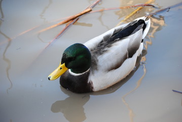 canard