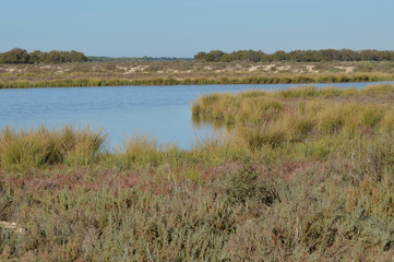 paisajes de marismas y aves en las salinas 