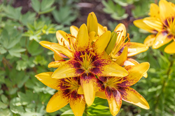 Beautiful flowers of Lilium in green garden in sunny summer day
