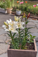 Beautiful flowers of Lilium in green garden in sunny summer day