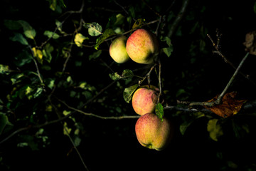 reife Äpfel an einem Baum mit alten Blättern in der Nacht
