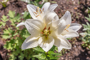 Beautiful flowers of Lilium in green garden in sunny summer day