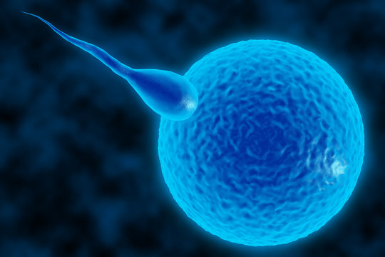 3d illustration of sperm and fertile human egg. Fecundation. Insemination concept. In vitro fertilization