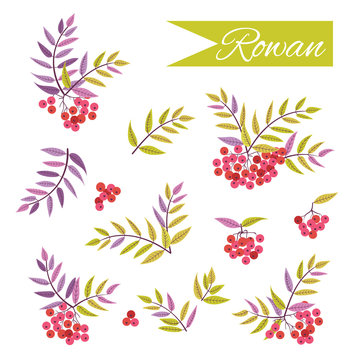Set of twigs and berries of rowan