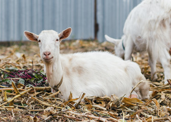 Obraz premium goat on autumn grass, goat sitting and looking at the camera, white goat at the village in a cornfield, ranch or farm