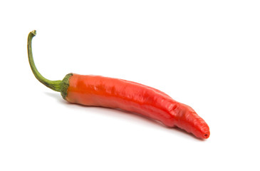 Chili pepper isolated
