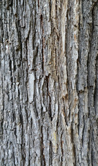 Obraz premium tree bark texture