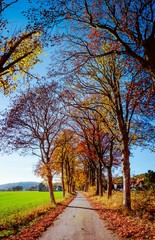 Fototapeta premium Allee im Herbst