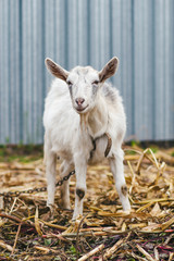 White goat at the village in a cornfield, goat on autumn grass, goat stands and looks at the camera